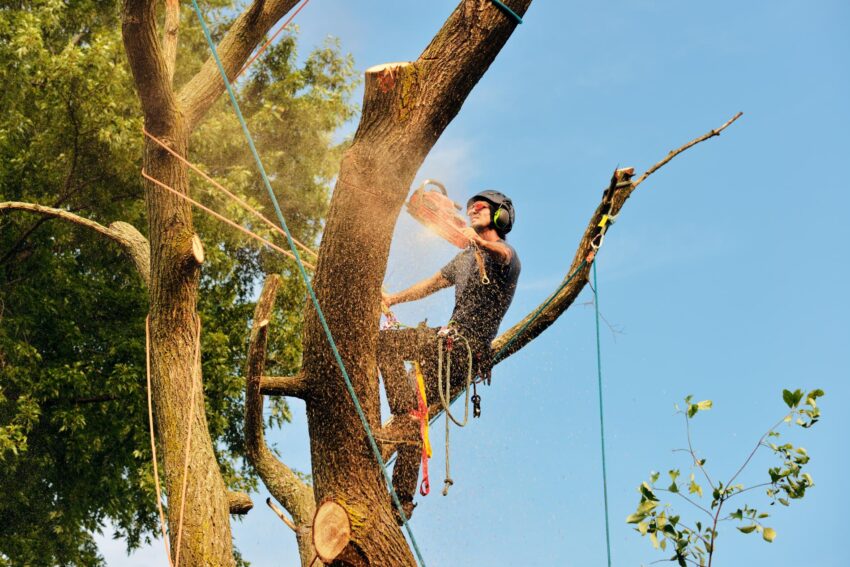 Certified Tree Expert Using Specialized Tools for Safe Tree Maintenance – Tree Removal Minnetonka services