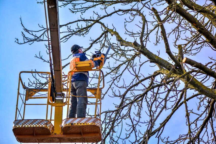 An expert trimming a tree to maintain its health and shape – Tree Trimming Minnetonka