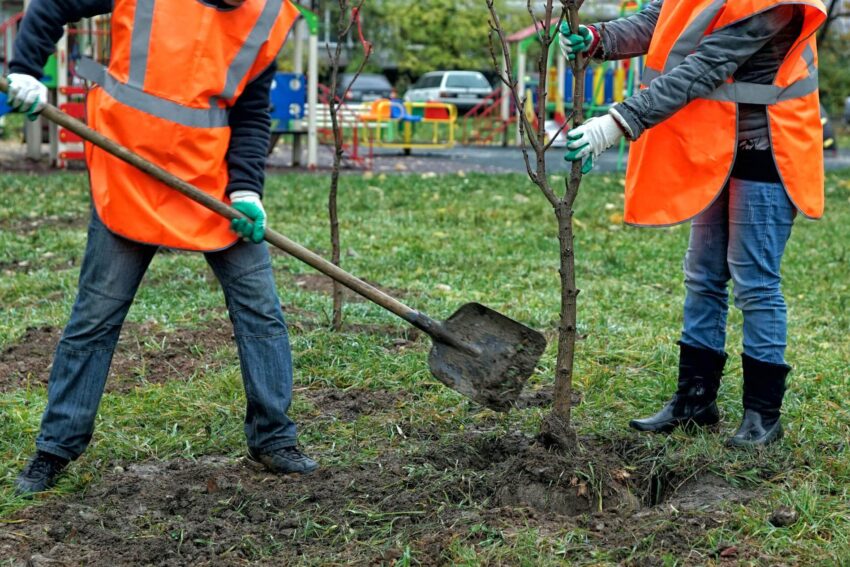 Certified Tree Expert Using Specialized Tools for Planting Trees – Minnetonka Tree Planting Service