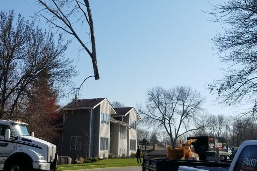 Professional Tree Trimming Service Ensuring Healthy Tree Growth and Structure – Minnetonka Tree Removal Experts