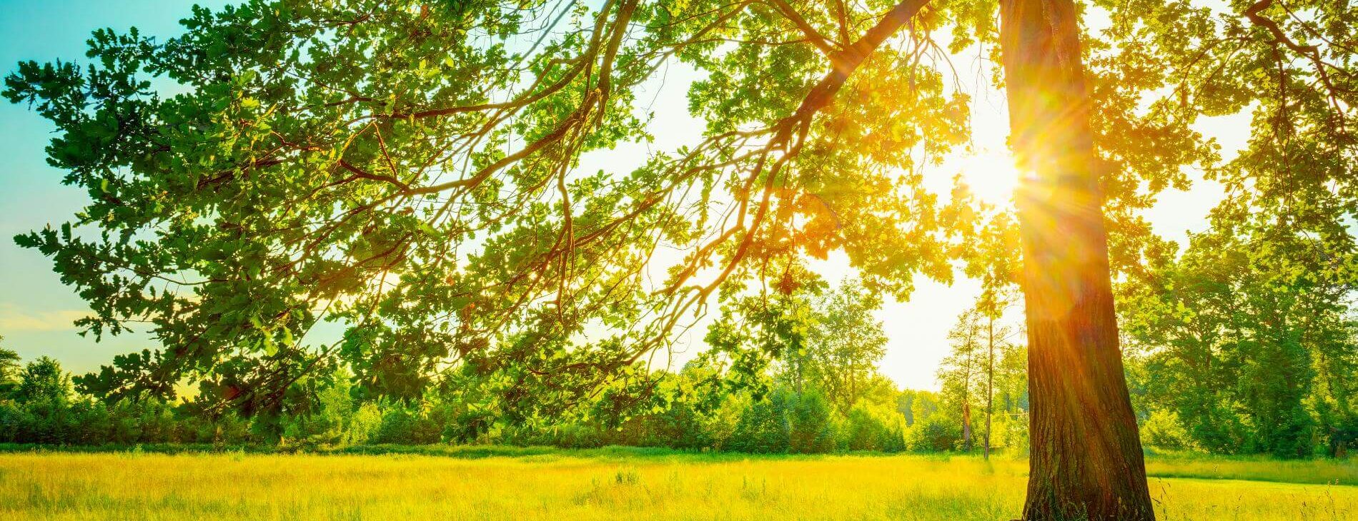 Dynasty-Tree-Experts-001-1920w