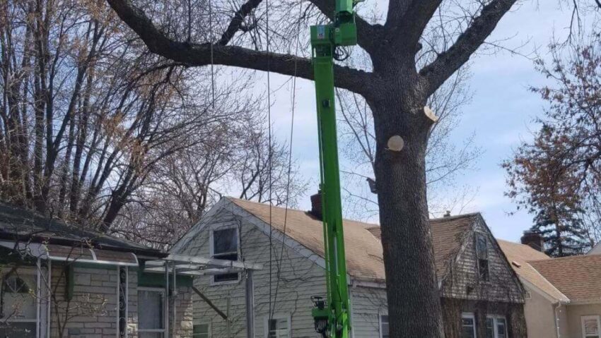 Expert Tree Care Services