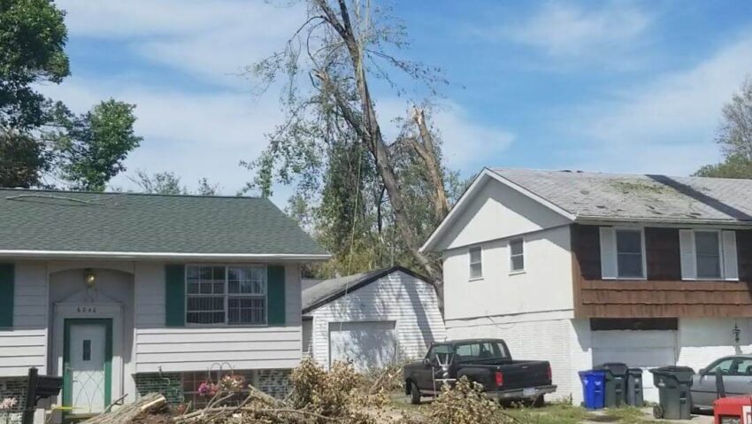 Dynasty+Tree+Expert-0012-1920w