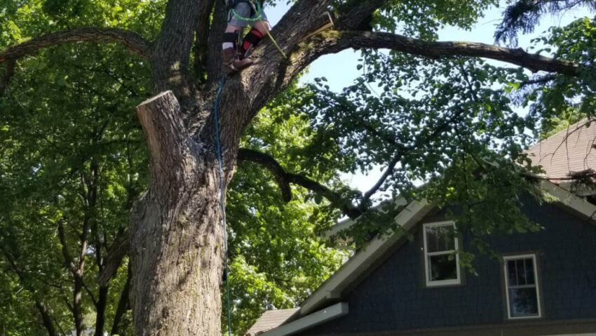 emergency tree trimming
