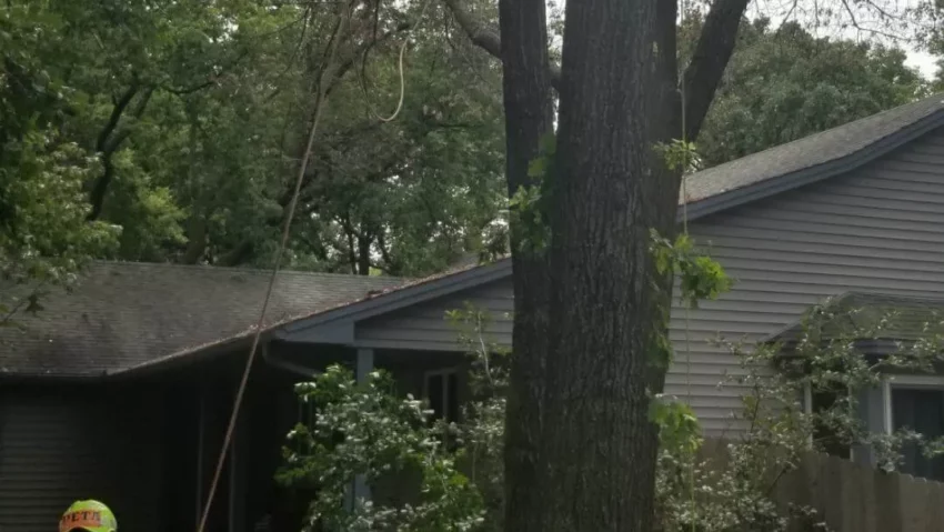 Dynasty+Tree+Expert-0015-1920w