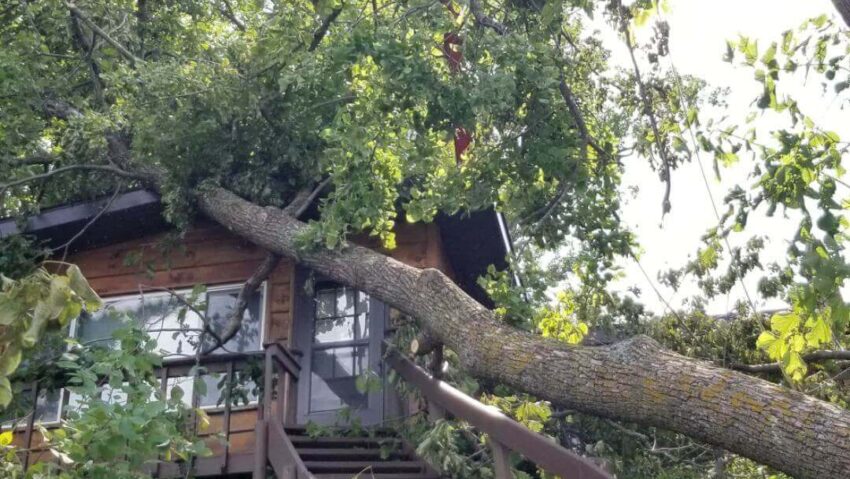 Dynasty+Tree+Expert-0016-1920w