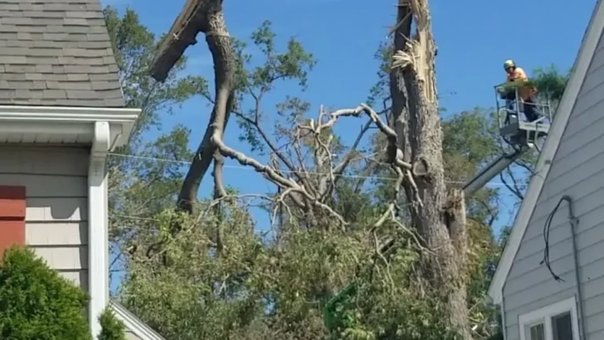 Dynasty+Tree+Expert-008-1920w