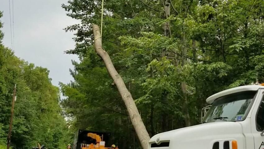 Dynasty+Tree+Expert-009-1920w