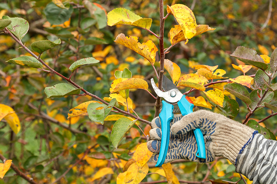 Seasonal Tree Trimming