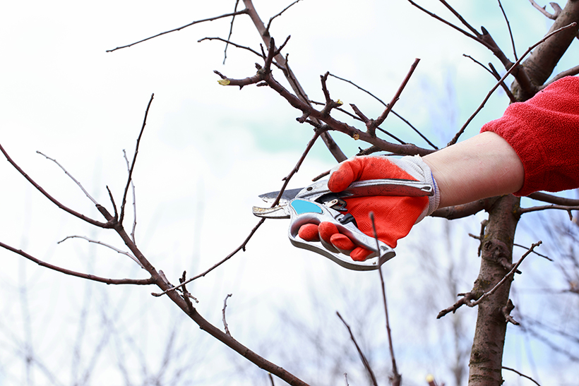 Spongy Moth in Minnesota Trees | Dynasty Tree Experts