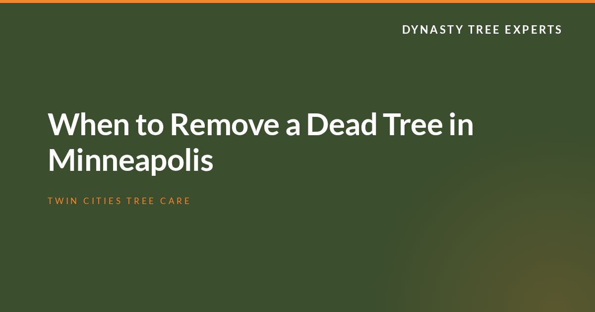 When to Remove a Dead Tree in Minneapolis