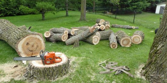 Dynasty Tree Expert-0032-2880w